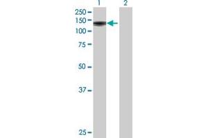 Western Blot analysis of FAM179B expression in transfected 293T cell line by FAM179B MaxPab polyclonal antibody. (FAM179B 抗体  (AA 1-974))