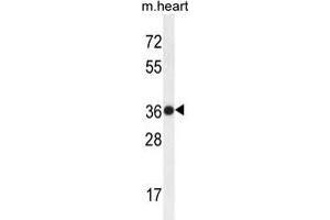 TMBIM4 Antibody (N-term) western blot analysis in mouse heart tissue lysates (35 µg/lane). (TMBIM4 抗体  (N-Term))