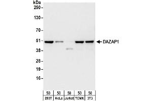 Western Blotting (WB) image for anti-DAZ Associated Protein 1 (DAZAP1) (AA 75-125) antibody (ABIN7449710)