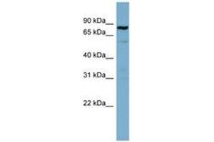 Image no. 1 for anti-Signal Transducer and Activator of Transcription 3 (Acute-Phase Response Factor) (STAT3) (C-Term) antibody (ABIN6741815) (STAT3 抗体  (C-Term))