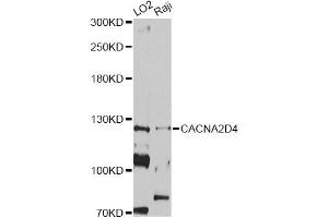 Western blot analysis of extracts of various cell lines, using CACNA2D4 antibody (ABIN5997350) at 1/1000 dilution. (CACNA2D4 抗体)