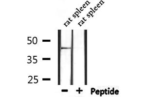 Western blot analysis of extracts from rat spleen, using GPR109 Antibody. (GPR109 抗体)