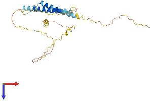 AlphaFold protein structure predicition of Human Recombinant C10orf62 Protein, UniprotID Q5T681