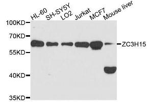 Western blot analysis of extracts of various cell lines, using ZC3H15 antibody. (ZC3H15 抗体  (AA 1-300))