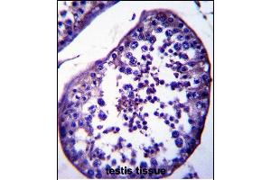 STA18 Antibody (N-term) (ABIN657881 and ABIN2846836) immunohistochemistry analysis in formalin fixed and raffin embedded human testis tissue followed by peroxidase conjugation of the secondary antibody and DAB staining. (SPATA18 抗体  (N-Term))