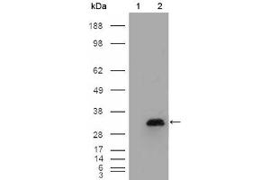 Western Blot showing APOA1 antibody used against HEK293T cells transfected with the pCMV6-ENTRY control (1) and pCMV6-ENTRY APOA1 cDNA (2). (APOA1 抗体)
