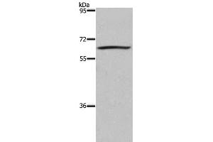Western Blot analysis of 293T cell using DUSP8 Polyclonal Antibody at dilution of 1:200 (DUSP8 抗体)