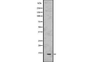 Western blot analysis of Parvalbumin using HeLa whole cell lysates (PVALB 抗体  (C-Term))