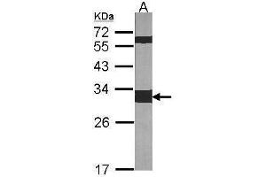 WB Image Sample (30 ug of whole cell lysate) A:NIH-3T3 12% SDS PAGE antibody diluted at 1:1000 (14-3-3 zeta 抗体  (Center))
