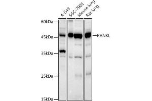Western Blotting (WB) image for anti-Tumor Necrosis Factor (Ligand) Superfamily, Member 11 (TNFSF11) (AA 78-317) antibody (ABIN6149337)