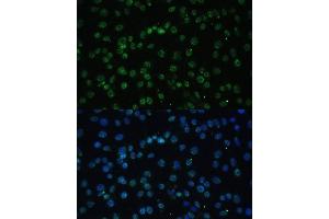 Immunofluorescence (IF) image for anti-DEAD (Asp-Glu-Ala-Asp) Box Polypeptide 39B (DDX39B) (AA 319-428) antibody (ABIN6139492)