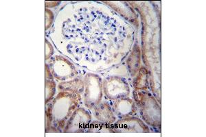 STARD5 Antibody (N-term) (ABIN656750 and ABIN2845973) immunohistochemistry analysis in formalin fixed and paraffin embedded human kidney tissue followed by peroxidase conjugation of the secondary antibody and DAB staining.