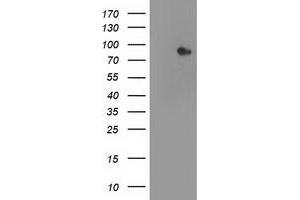 Image no. 2 for anti-Signal Transducer and Activator of Transcription 4 (STAT4) antibody (ABIN1501174) (STAT4 抗体)