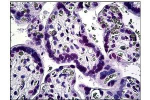 Immunohistochemistry (IHC) image for anti-Kruppel-Like Factor 11 (KLF11) antibody (ABIN781889) (KLF11 抗体)