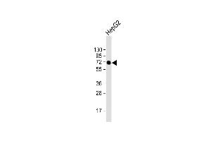 Anti-AFP Antibody at 1:500 dilution + HepG2 whole cell lysate Lysates/proteins at 20 μg per lane. (alpha Fetoprotein 抗体  (AA 281-609))
