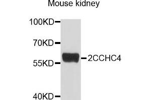 Western blot analysis of extracts of mouse kidney cells, using ZCCHC4 antibody.