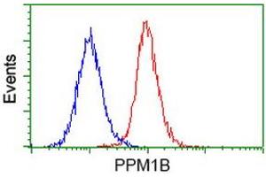 Image no. 3 for anti-Protein Phosphatase, Mg2+/Mn2+ Dependent, 1B (PPM1B) antibody (ABIN1500375) (PPM1B 抗体)