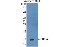 Western Blotting (WB) image for anti-Fibroblast Growth Factor 23 (FGF23) (AA 79-160) antibody (ABIN3207962) (FGF23 抗体  (AA 79-160))