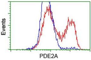 HEK293T cells transfected with either RC207219 overexpress plasmid (Red) or empty vector control plasmid (Blue) were immunostained by anti-PDE2A antibody (ABIN2454178), and then analyzed by flow cytometry. (PDE2A 抗体)