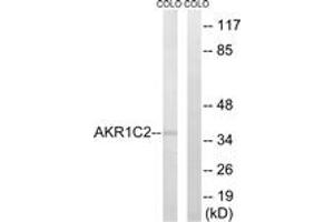 Western Blotting (WB) image for anti-Aldo-keto Reductase Family 1, Member C2 (AKR1C2) (AA 21-70) antibody (ABIN2890106) (AKR1C2 抗体  (AA 21-70))