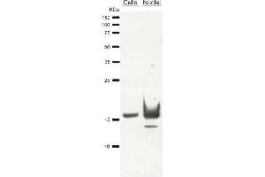 Western Blotting (WB) image for anti-Histone 3 (H3) antibody (ABIN619545) (Histone 3 抗体)