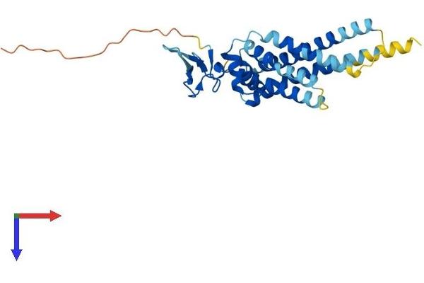 ARV1 Protein (AA 1-266) (His tag)