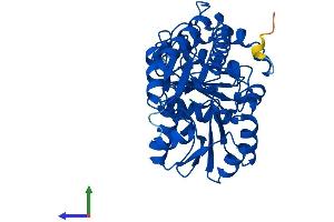 Protein Structure (PS) image for Cystathionase (Cystathionine gamma-Lyase) (CTH) (AA 1-398) protein (His tag) (ABIN7564734)