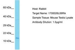 Image no. 1 for anti-Chromosome 9 Open Reading Frame 9 (C9ORF9) (AA 92-141) antibody (ABIN6750340) (C9orf9 抗体  (AA 92-141))