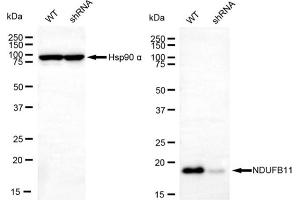 Western blotting analysis using NDUFB11 antibody (ABIN7799549).