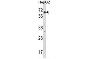 NR2C1 Antibody (C-term) western blot analysis in HepG2 cell line lysates (3µg/lane). (NR2C1 抗体  (C-Term))