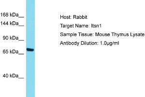 Host: Rabbit Target Name: ITSN1 Sample Tissue: Mouse Thymus Antibody Dilution: 1ug/ml (ITSN1 抗体  (Middle Region))