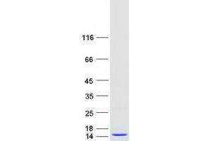 Western Blotting (WB) image for Molybdenum Cofactor Synthesis 2 (MOCS2) (Transcript Variant 1) protein (Myc-DYKDDDDK Tag) (ABIN2726218)