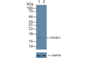 Knockout Varification: Lane 1: Wild-type A431 cell lysate, Lane 2: CALML3 knockout A431 cell lysate, Predicted MW: 16kd Observed MW: 16kd Primary Ab: 1 μg/mL Rabbit Anti-Human CALML3 Antibody Second Ab: 0.