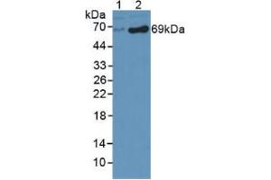 Western blot analysis of (1) Human HepG2 Cells and (2) Human HeLa cells. (DBH 抗体  (AA 335-571))
