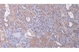 Detection of DUSP6 in Human Kidney Tissue using Polyclonal Antibody to Dual Specificity Phosphatase 6 (DUSP6) (DUSP6 抗体  (AA 1-300))