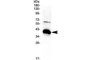 Western blot testing of rat kidney tissue with BAG1 antibody at 0. (BAG1 抗体  (AA 323-345))
