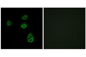 Immunofluorescence analysis of A549 cells, using OR2B2 antibody. (OR2B2 抗体  (Internal Region))