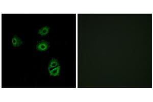 Immunofluorescence analysis of A549 cells, using OR2B2 antibody. (OR2B2 抗体  (Internal Region))