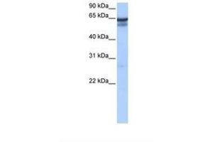 Image no. 1 for anti-Regulatory Factor X 5 (RFX5) (C-Term) antibody (ABIN6737810) (RFX5 抗体  (C-Term))