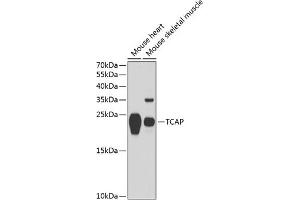 Western blot analysis of extracts of various cell lines, using TCAP antibody (ABIN6132746, ABIN6148918, ABIN6148920 and ABIN6217615) at 1:1000 dilution. (TCAP 抗体  (AA 1-167))