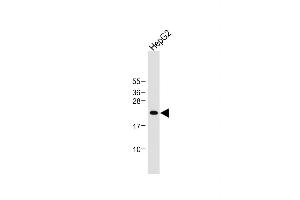 Western Blotting (WB) image for anti-Inhibitor of DNA Binding 1, Dominant Negative Helix-Loop-Helix Protein (ID1) (AA 66-93) antibody (ABIN655663)