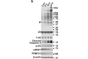 Western Blotting (WB) image for anti-POM121 Membrane Glycoprotein (POM121) (N-Term) antibody (ABIN2855297)