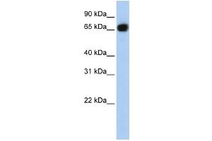 Western Blotting (WB) image for anti-Solute Carrier Family 37 Member 1 (SLC37A1) antibody (ABIN2458801) (SLC37A1 抗体)