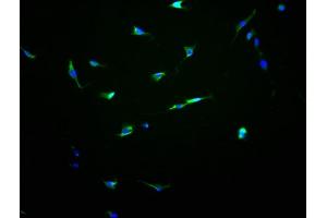 Immunofluorescence staining of NIH/3T3 cells with ABIN7162167 at 1:100, counter-stained with DAPI. (OR13C8 抗体  (AA 260-274))