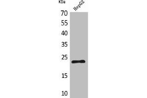 Western Blot analysis of HepG2 cells using SNAP 23 Polyclonal Antibody (SNAP23 抗体  (C-Term))