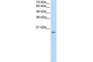 Western Blotting (WB) image for anti-Sphingosine-1-Phosphate Receptor 5 (S1PR5) antibody (ABIN2462615) (S1PR5 抗体)