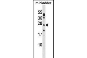PTP4A1 Antibody (C-term) (ABIN1536716 and ABIN2848589) western blot analysis in mouse bladder tissue lysates (35 μg/lane). (PTP4A1 抗体  (C-Term))