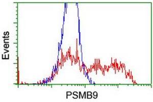 HEK293T cells transfected with either RC209001 overexpress plasmid (Red) or empty vector control plasmid (Blue) were immunostained by anti-PSMB9 antibody (ABIN2455621), and then analyzed by flow cytometry. (PSMB9 抗体  (AA 21-219))