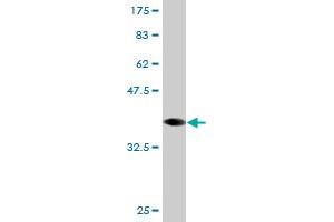 Western Blot detection against Immunogen (36. (RNF2 抗体  (AA 192-290))
