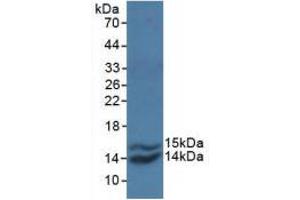 Western blot analysis of recombinant Simian MCP1. (CCL2 抗体  (AA 24-99))